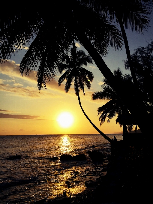 Pantai laut pesisir pohon