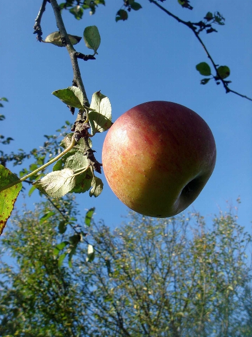 Apple 木 ブランチ 植物