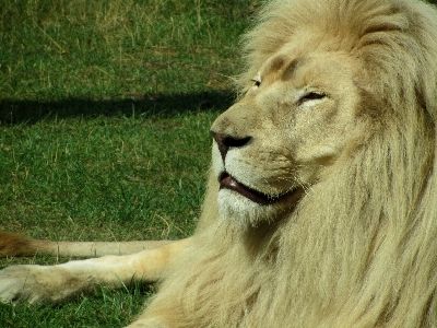 Foto Animais selvagens jardim zoológico gato mamífero