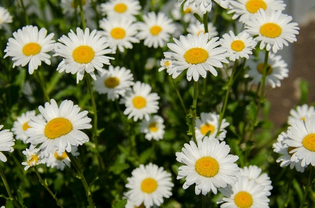 Grass plant white field Photo