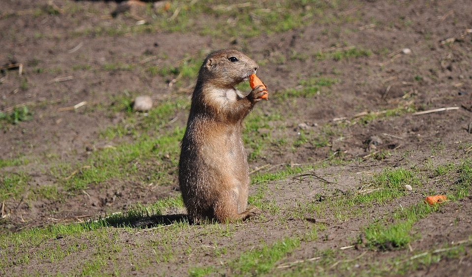 Zwierzę uroczy dzikiej przyrody ogród zoologiczny