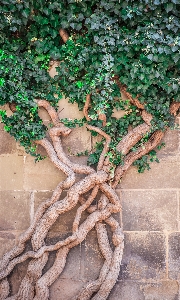 Tree branch plant wood Photo