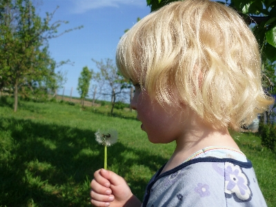 Photo Nature cheveux pissenlit fleur