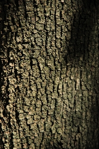 Foto Pohon cabang tanaman kayu