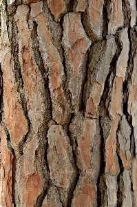 Foto árbol rama planta madera