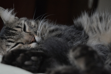 Foto Anak kucing sedang tidur mamalia