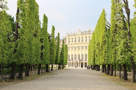 Foto árbol arquitectura planta hoja