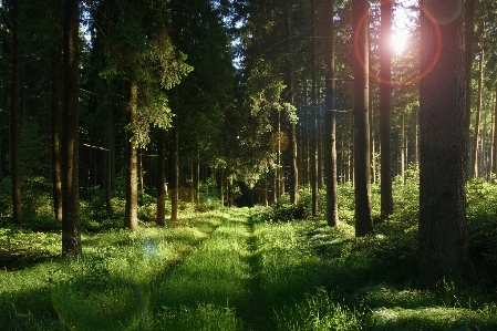 Tree nature forest grass Photo