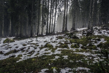 Landscape tree nature forest Photo