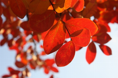 Tree branch plant sunlight Photo