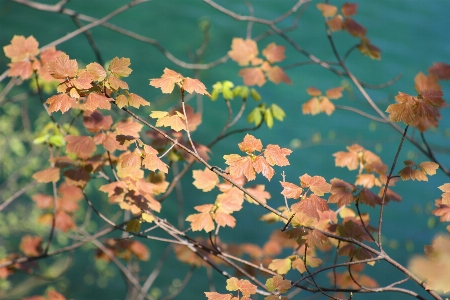 Tree water nature branch Photo