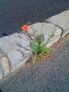 Zdjęcie ścieżka trawa liść kwiat