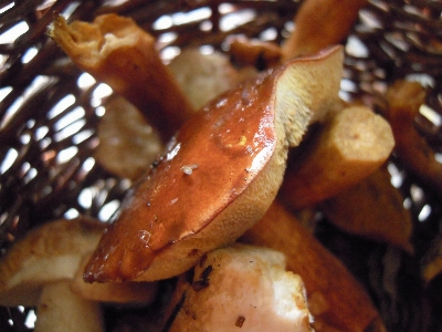 Nature forest plant dish Photo