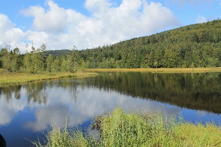 風景 木 水 自然 写真