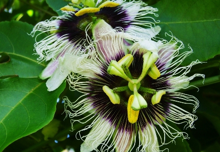 Blossom plant vine fruit Photo