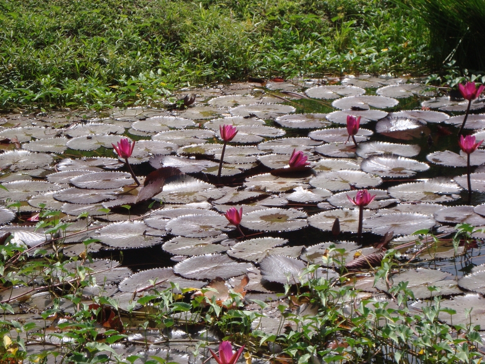 Wasser natur rock blüte