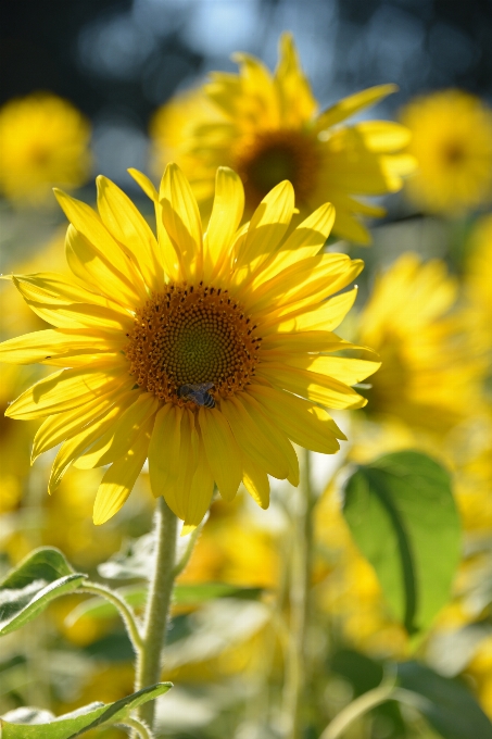 Natur blüte anlage himmel