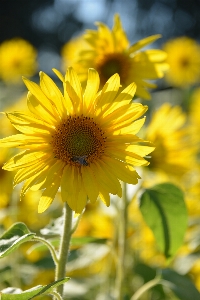 Nature blossom plant sky Photo