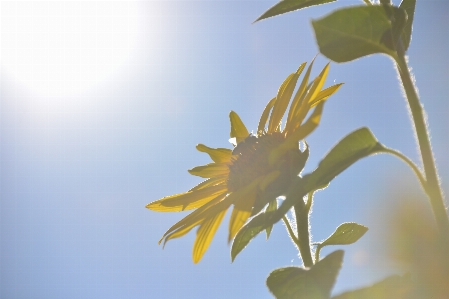 Tree nature branch blossom Photo