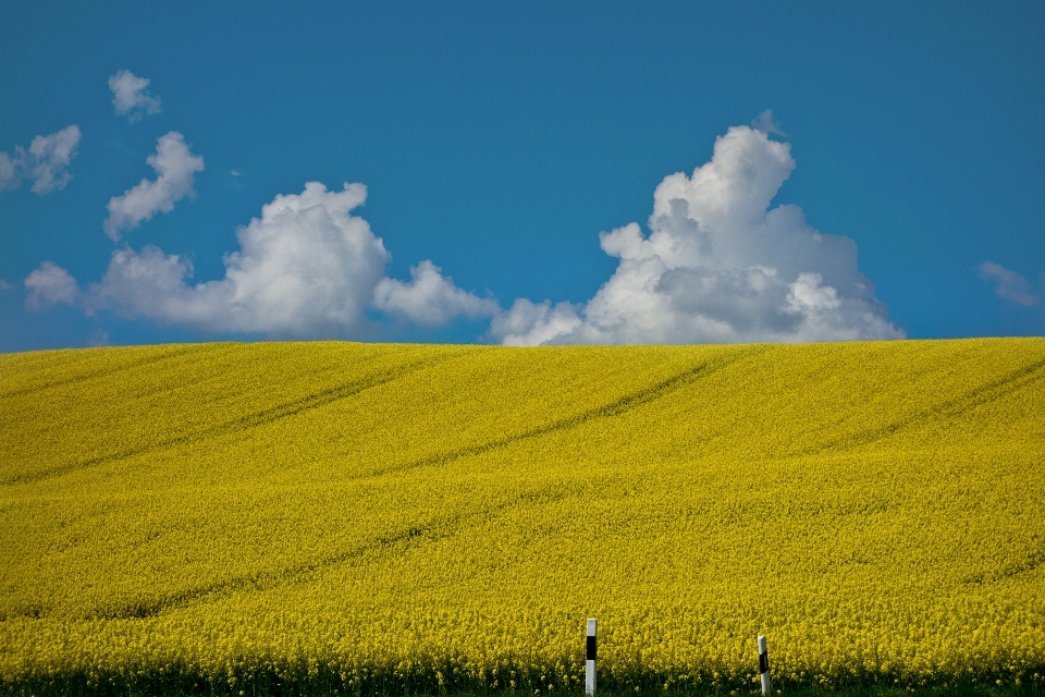 Landscape nature grass horizon