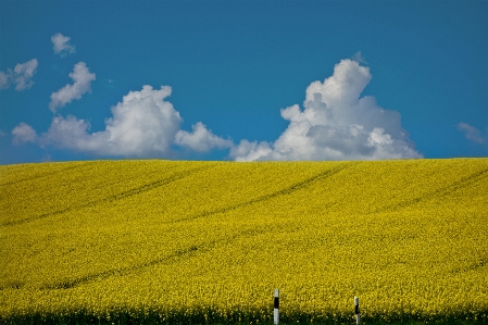 風景 自然 草 地平線 写真