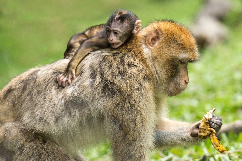 自然 野生動物 動物園 若い