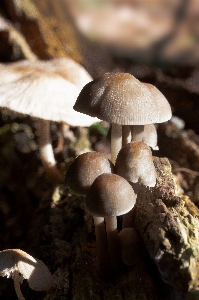 画面 自然 森 ブランチ 写真