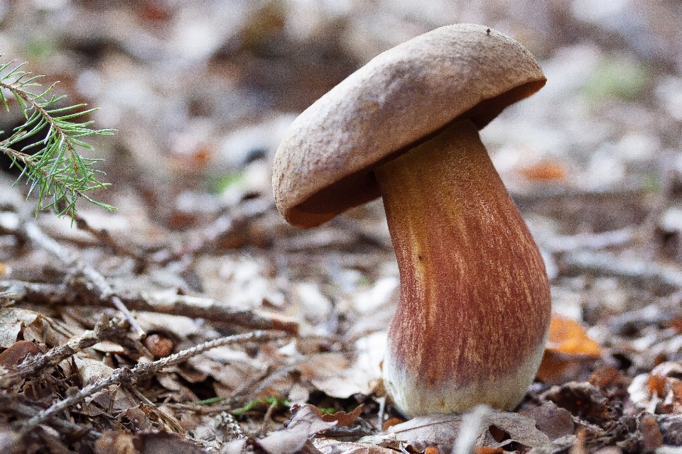 Natura foresta animali selvatici macro