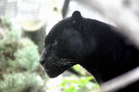 Animal bear wildlife wild Photo