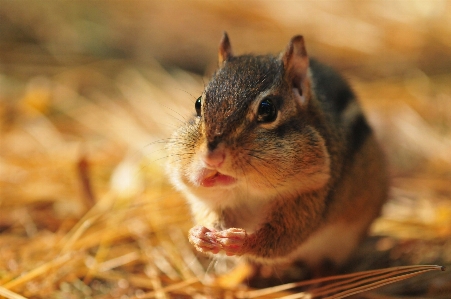 Nature branch fall mouse Photo