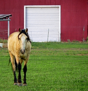 Grass farm meadow barn Photo