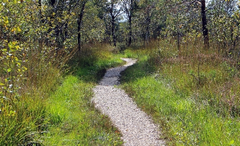 Nature forest path grass Photo