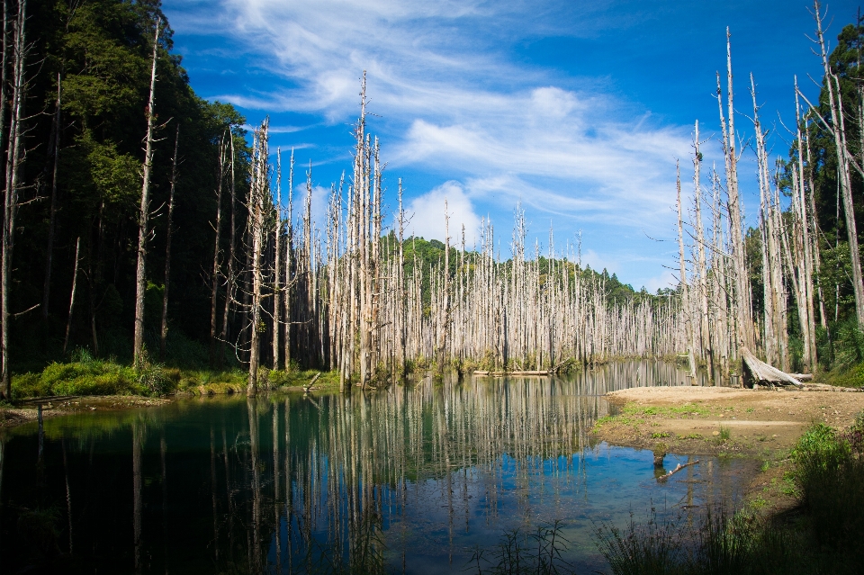 風景 木 水 自然