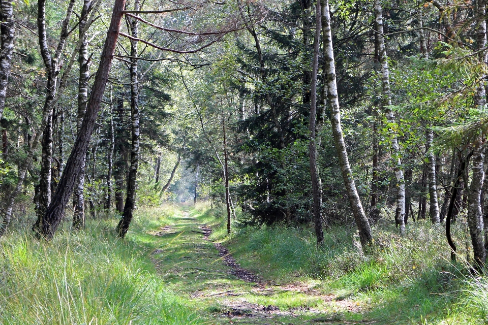 Pohon alam hutan jalur