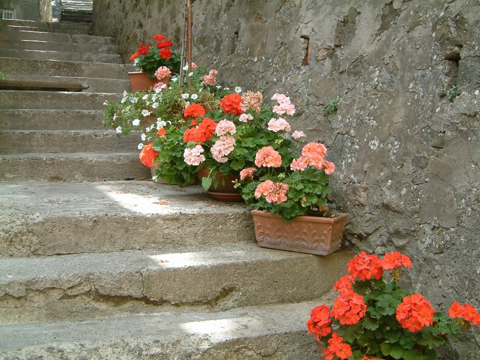 Pianta fiore rosa rosso