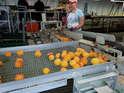 Frucht essen produzieren industriell Foto