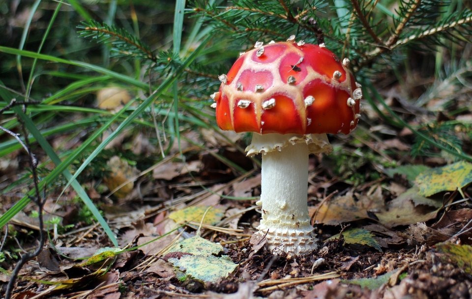 Naturaleza bosque rojo otoño