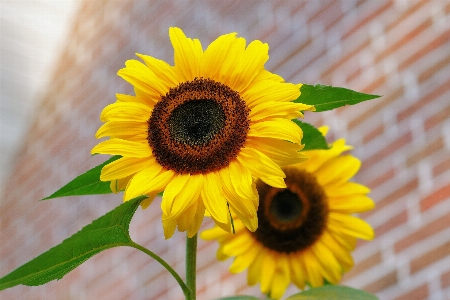 植物 花 花弁 咲く 写真