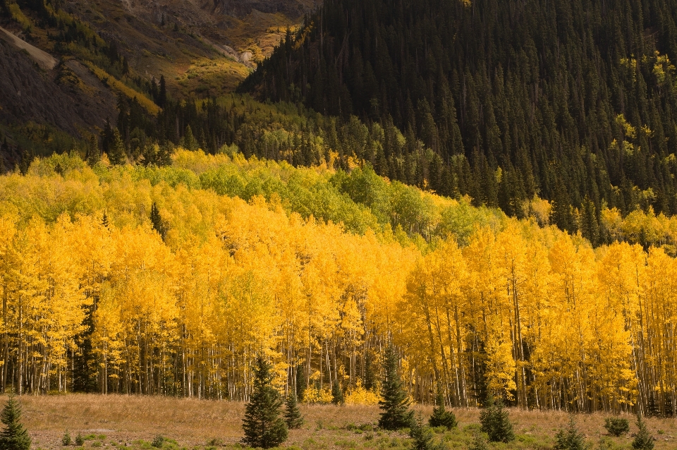 Landscape tree nature forest