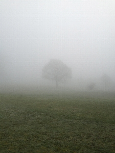 Landscape tree nature grass Photo