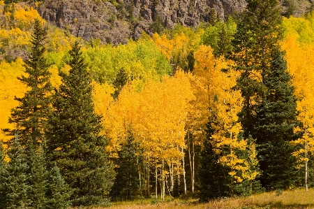 Landscape tree nature forest Photo