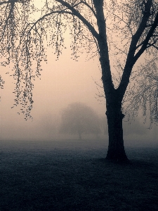 Landscape tree nature forest Photo