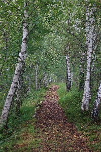 Foto Albero natura foresta sentiero