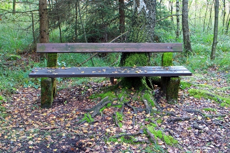 Table nature forest wood Photo