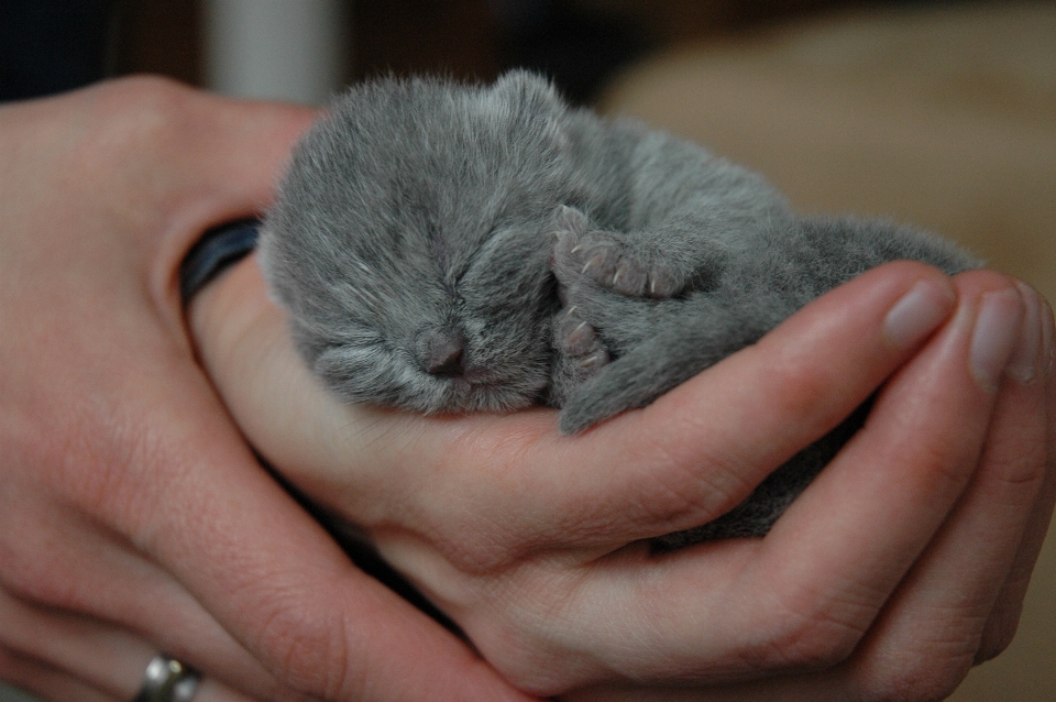 手 动物 宠物 小猫