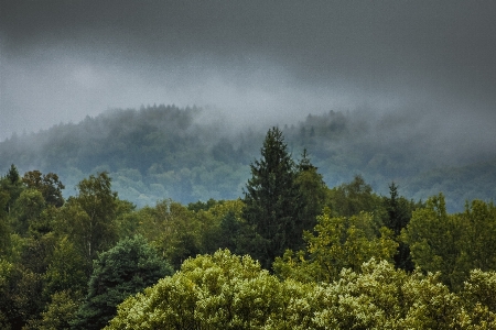 Landscape tree nature forest Photo