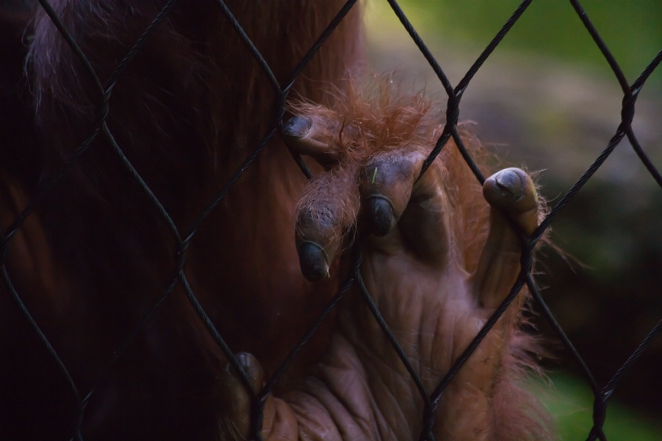 Recinzione animale animali selvatici pensiero