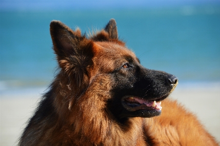 Foto Cachorro animal bonitinho bicho de estimação