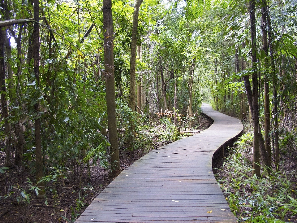 Lanskap pohon alam hutan