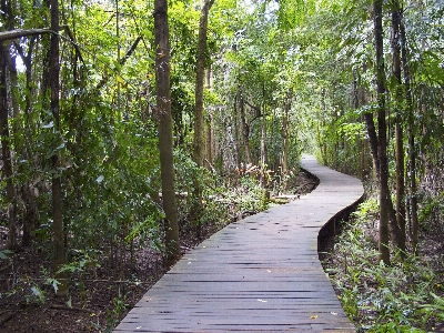 Foto Paisaje árbol naturaleza bosque